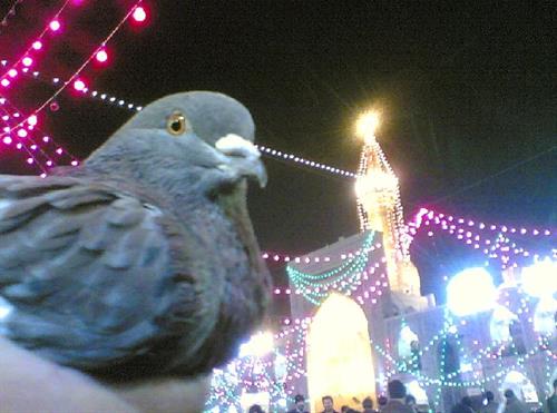 رضا&nbsp;رفیعی